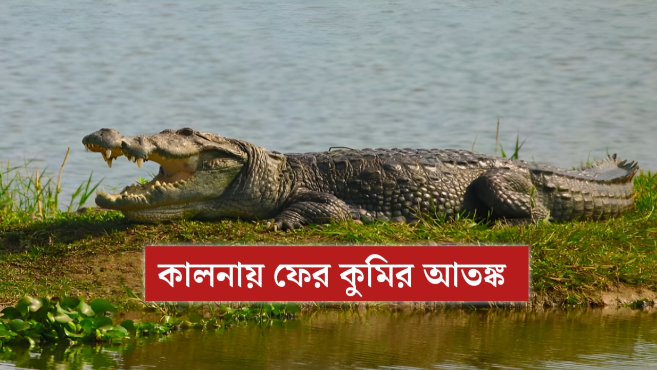 ‘ফের কুমির!’—এক ডাকে থমকে গেল খেয়াঘাট, প্রশ্নের মুখে প্রশাসন