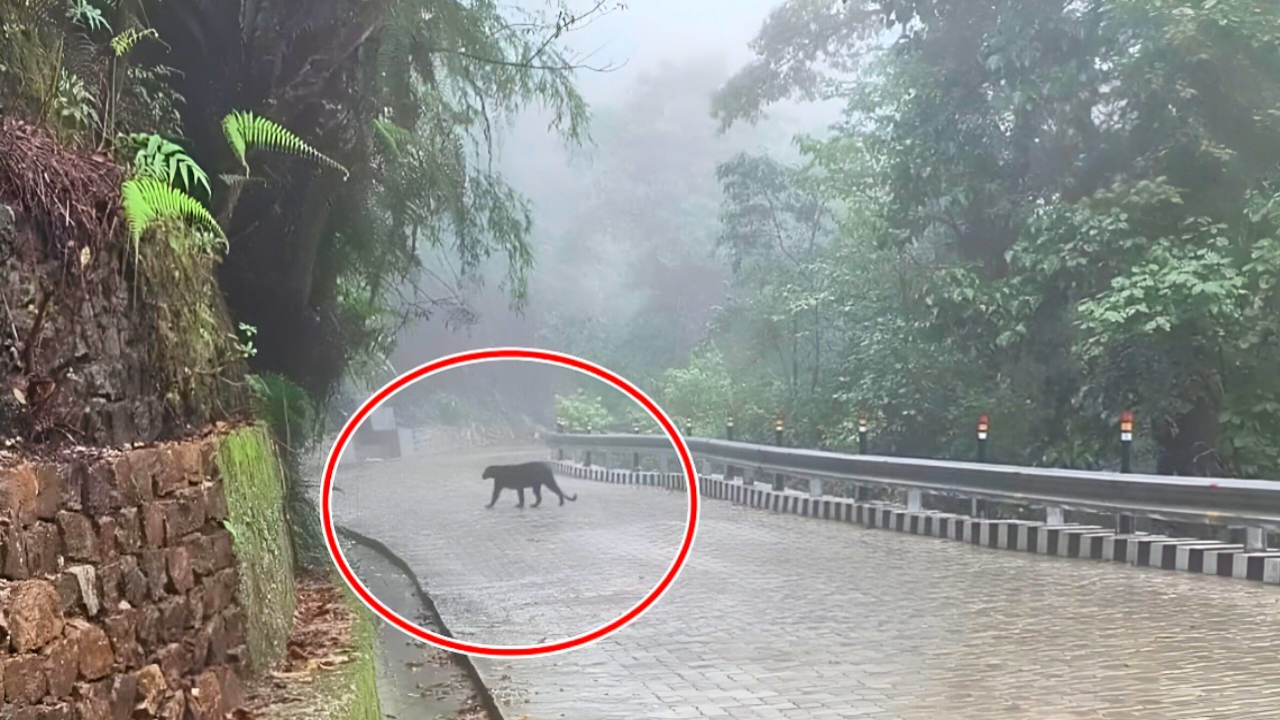 বৃষ্টিভেজা পাহাড়ে হঠাৎ দেখা! সুখিয়াপোখরির রাস্তায় ব্ল্যাক প্যান্থারের পায়চারি, থমকে গেল পর্যটকেরা
